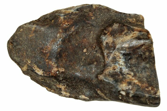 Fossil Triceratops Shed Tooth - Montana #350688